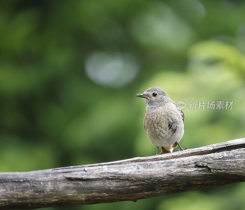 红唇鸲(Phoenicurus Phoenicurus)雌性